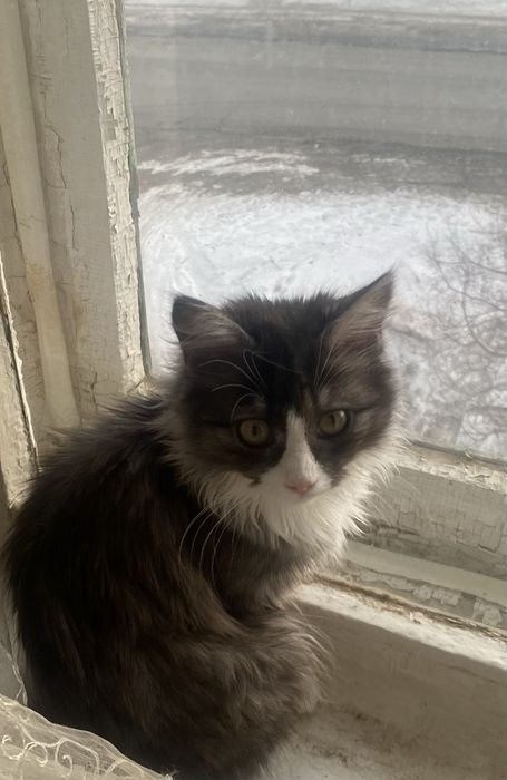 Котики и кошки мышелоы