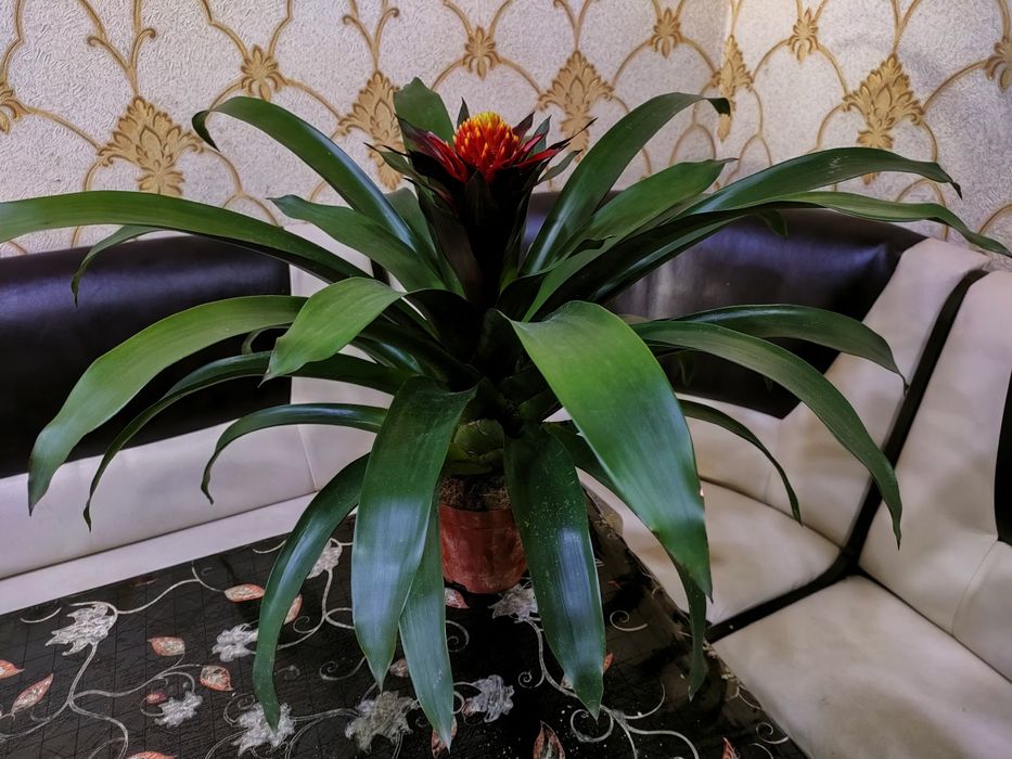 Комнатные растения. Доставка