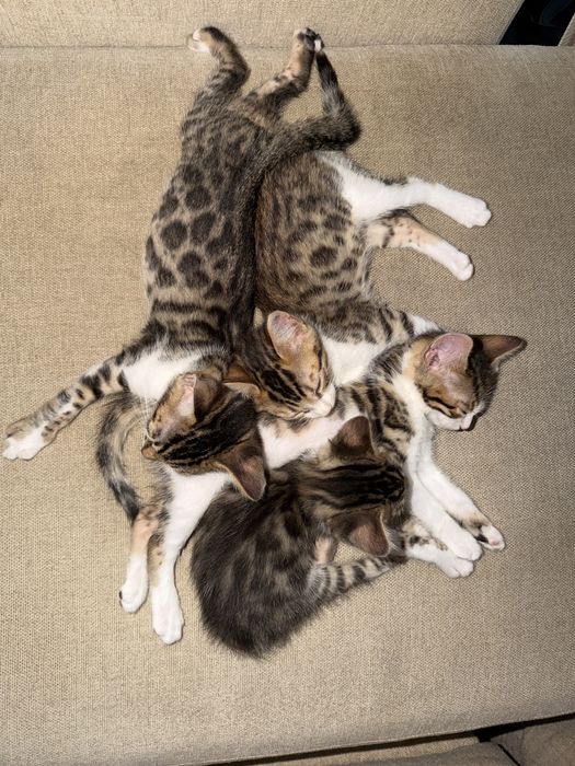 Бенгалски котенца