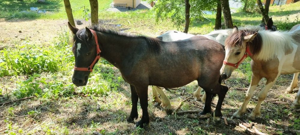 Cai de un an de vanzare