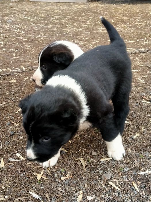 Төбет күшіктер бар