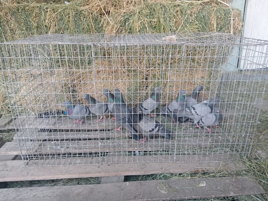 Кептер кептар голуби