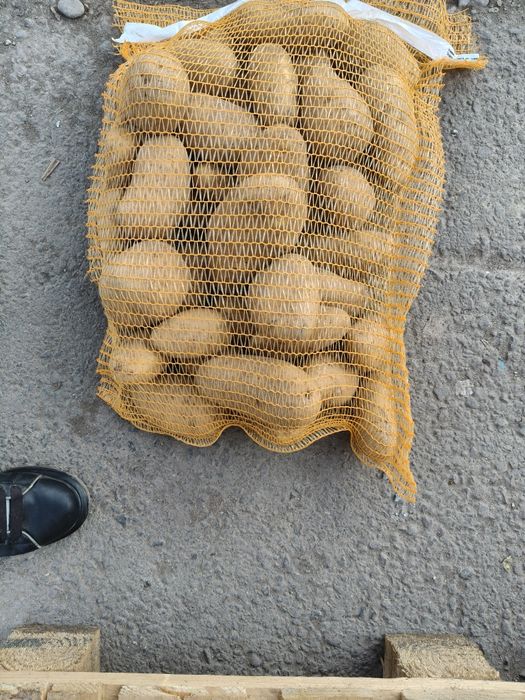 Cartofi alb calibru 75+