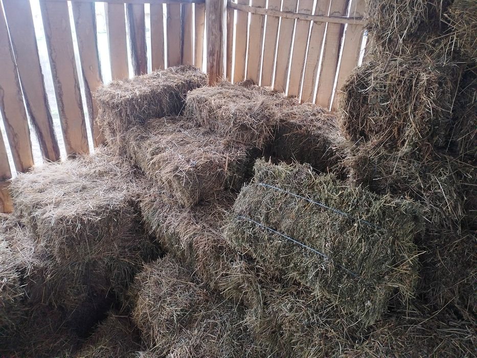 Vând baloți de lucernă.