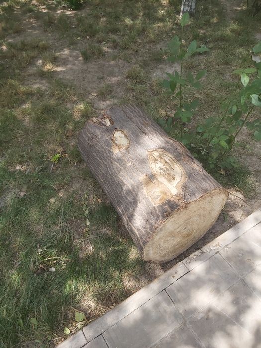 Бесплатно отдам дрова .