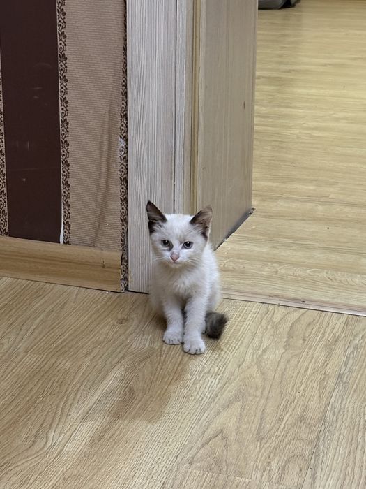 Котенок девочка с голубыми глазками