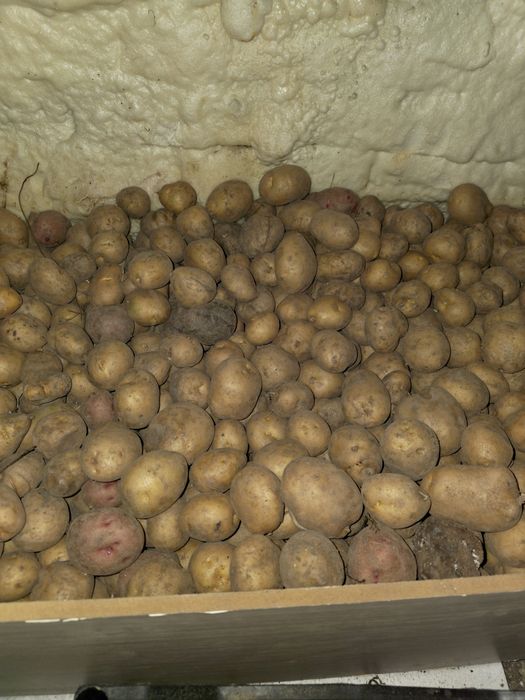 Домашняя картошка