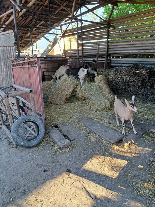 Ieduțe alpine franceze