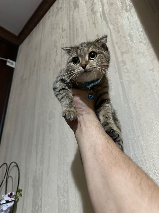 Zotli mushuk sotiladi 8 oyli bolasi