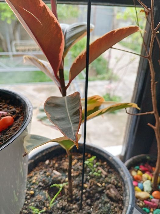 Продается комнатные растения