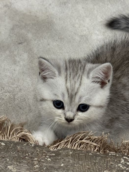 Продаются чисто кровный серебристий и залатистый шиншиллы котяти