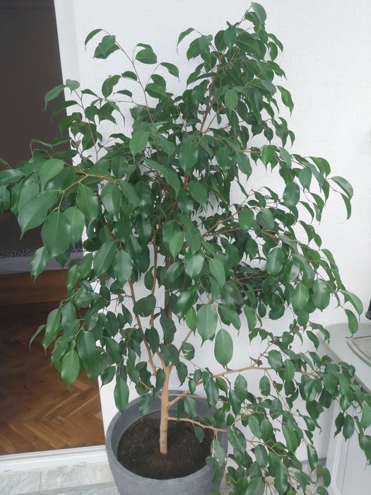 Цвете бенджамин 180м