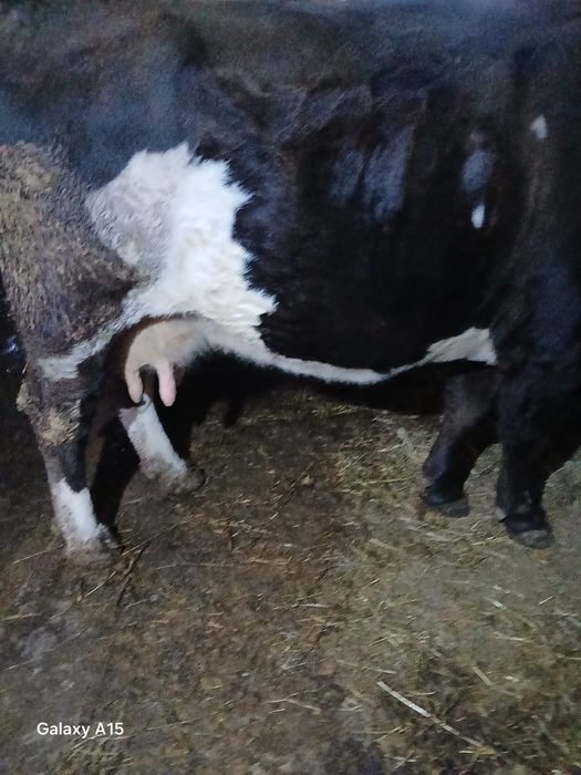 Vând vaci ,vitei și capre de rasa