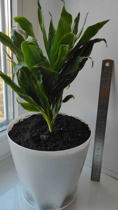 Драцена (Dracaena).