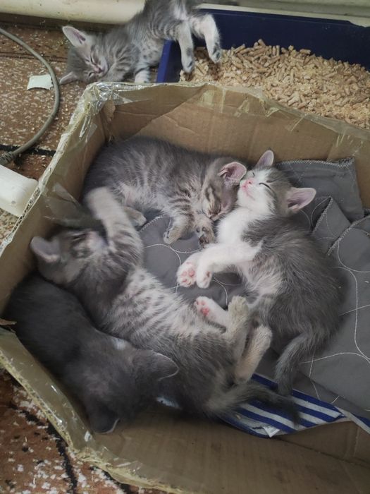 Отдам котят бесплатно