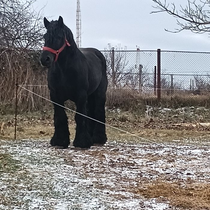 Vând sau schimb armăsar cu forme maxime și produși de top