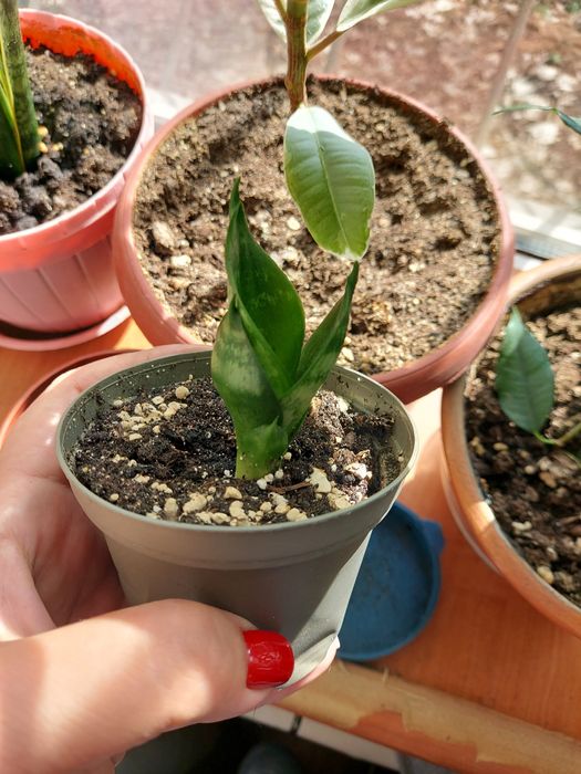 Детки сансивиерии ханни