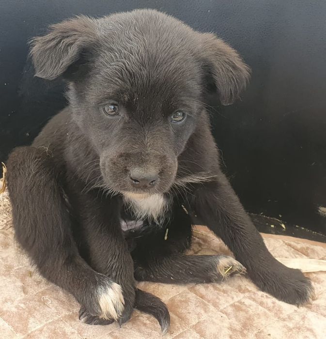 Щенята в добрые руки