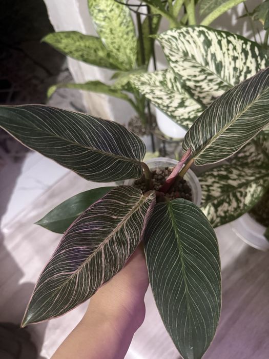 Аглаонема пинк мородок