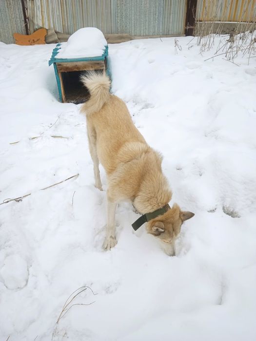 Девочка 1лет лайка