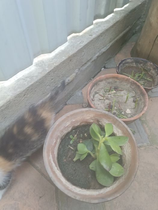 Uy mushugi hadyaga bervoraman