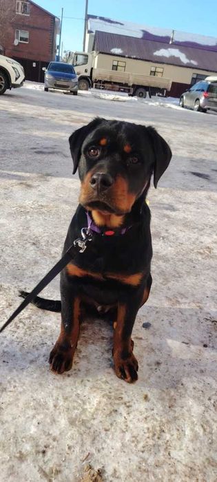 Ротвейлер подрощенный щенок