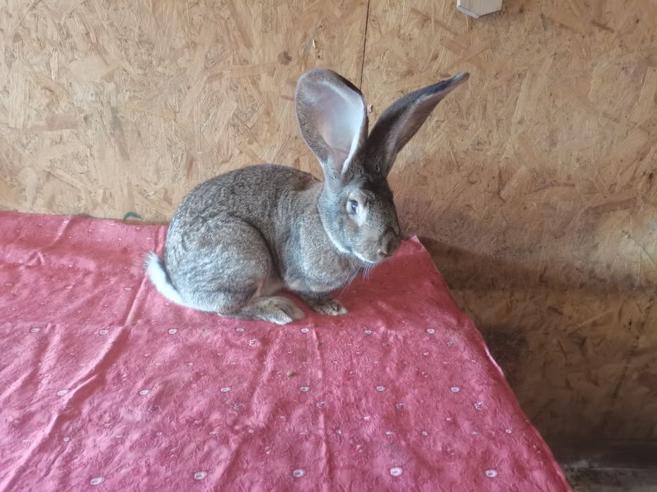 Femela urias german gri  montată