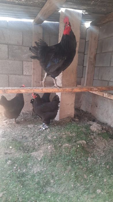 Қол тұқымы сатылады