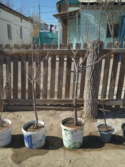 Кошет Букарски жиде Горшокпен даин тур.Коктеп тур.