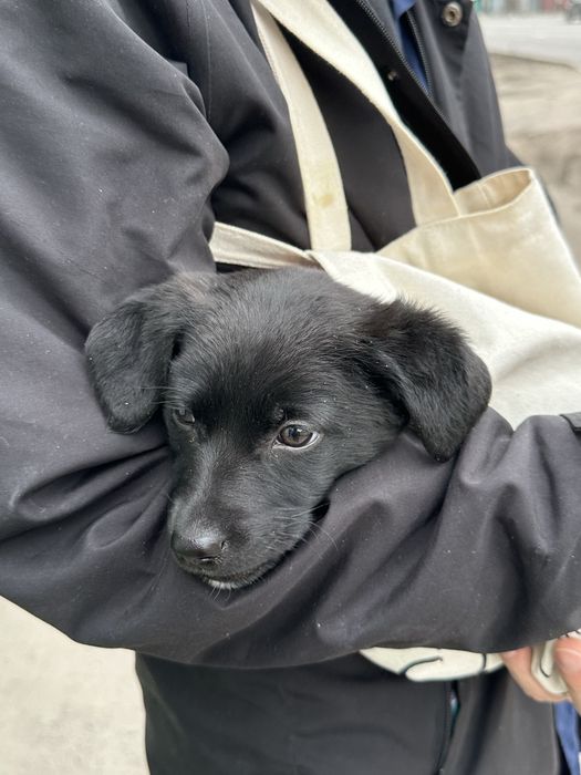 Щенок девочка 2,5 месяца