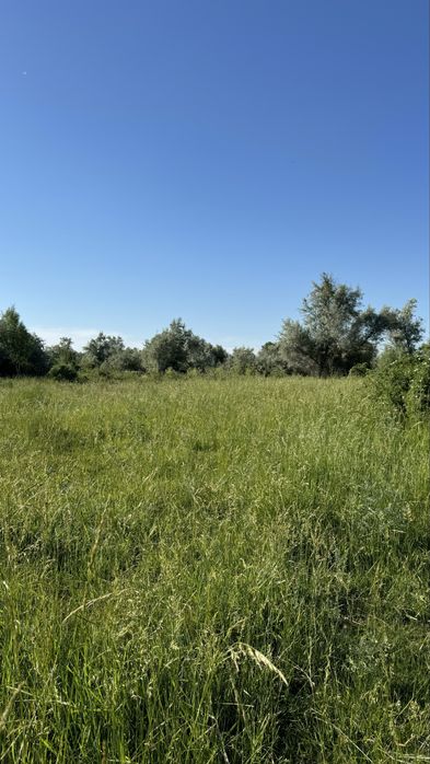 Отын шашлыкке жеміс ағаштан