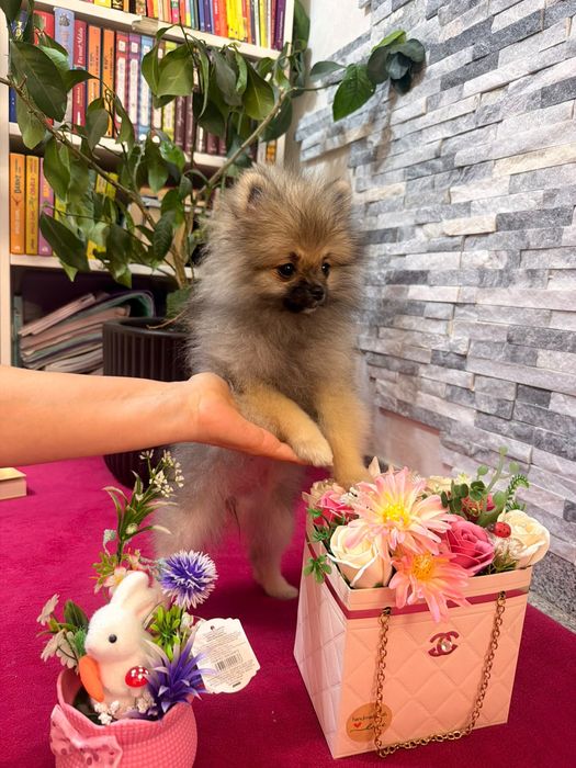 Pomeranian cu pedigree FCI
