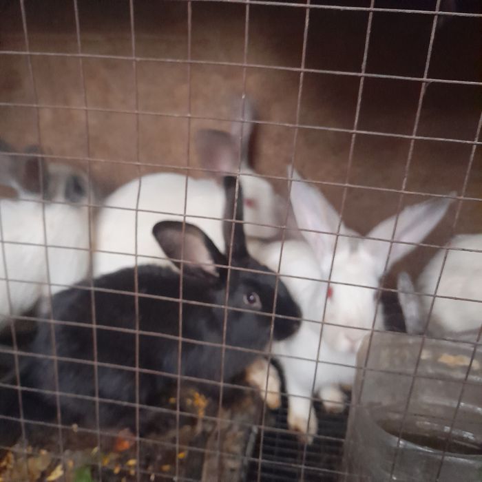 Кролики фландер 3месяца