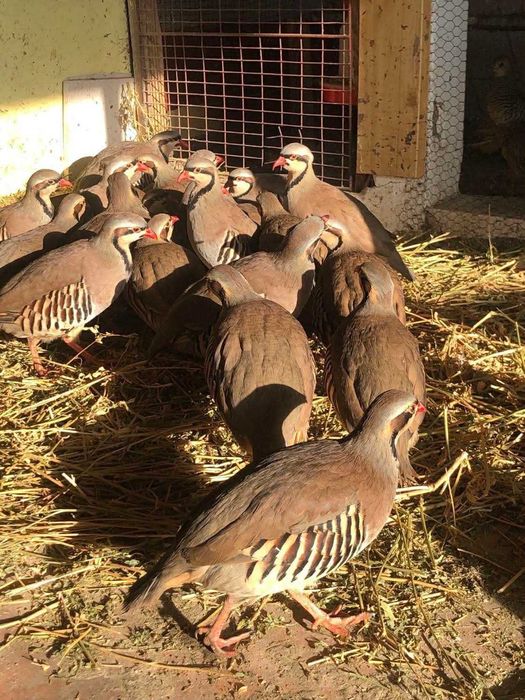 Potarnichi de Stanca si Bibilici