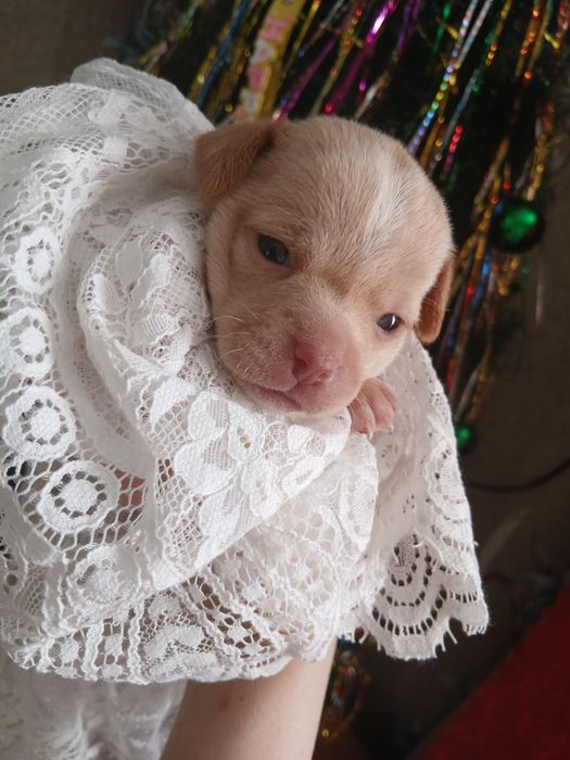 Мини Той Пинчер .