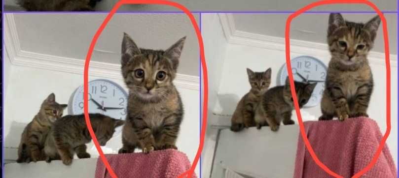 Котик, девочка очень ласковая