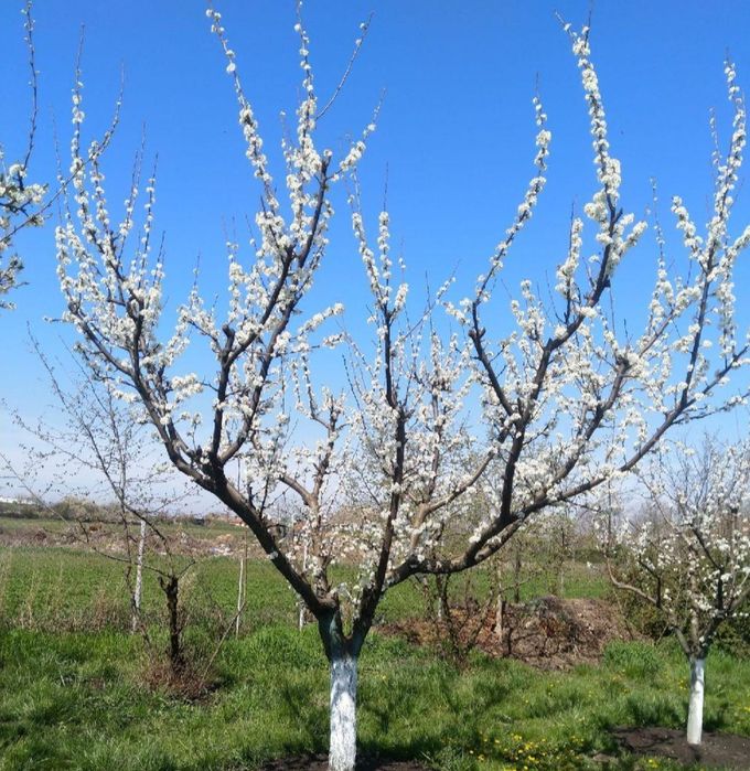 Taieri pomi fructiferi