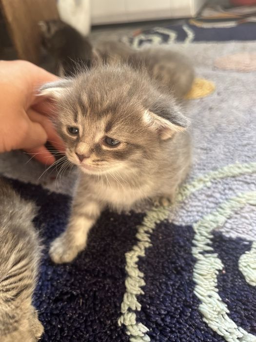 Отдам котят в добрые руки