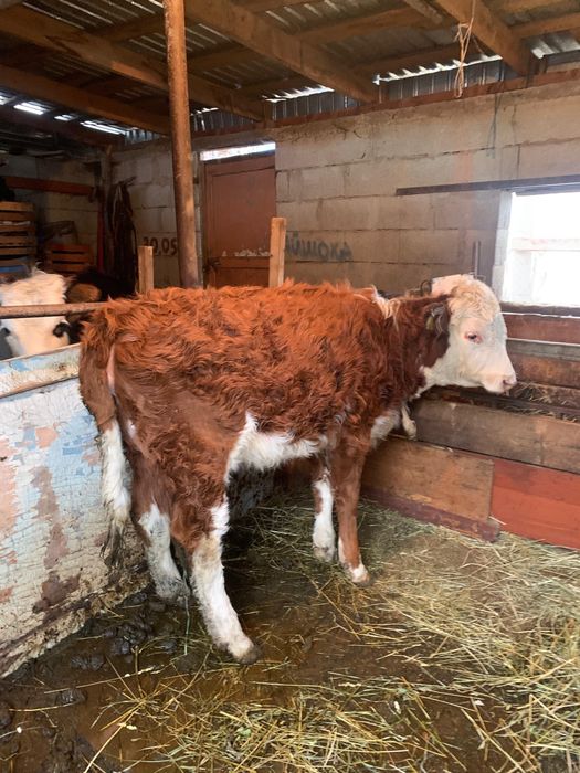 Таналар сатылады