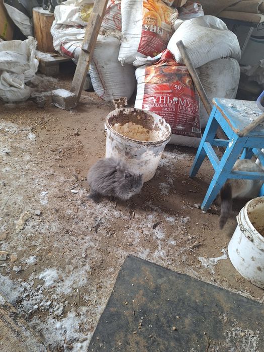 Отдам котят в добрые руки