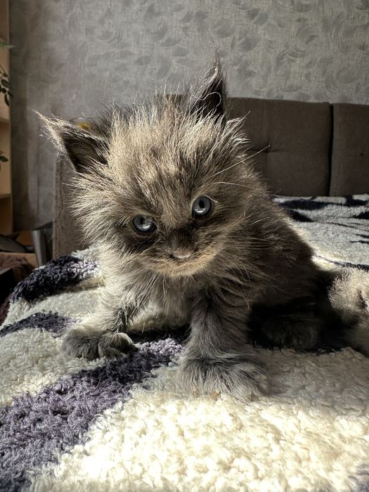 Котята Мейнкуны полидакты!