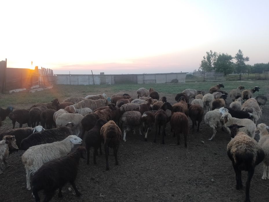 Қой сатам. Продам баран