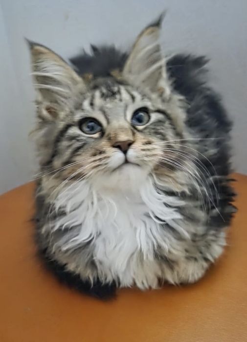 Fetita Maine Coon