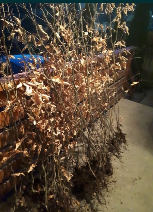 Puieti de fag,carpen,ulm,paltin,etc