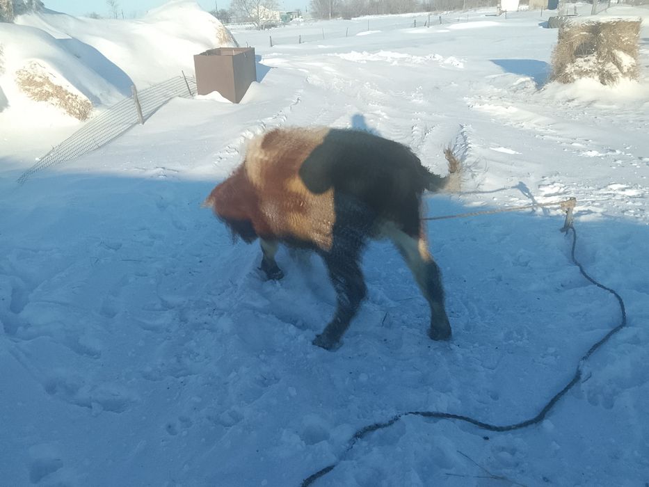 Телята телочки и бычки