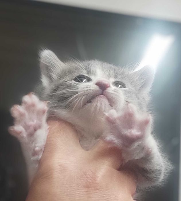 1-месечно момченце търси дом