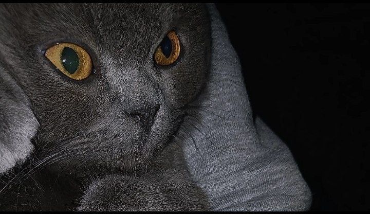 Породистая кошка