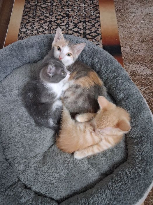 Кошки отдам бесплатно