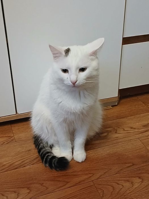Отдам кота в хорошие руки