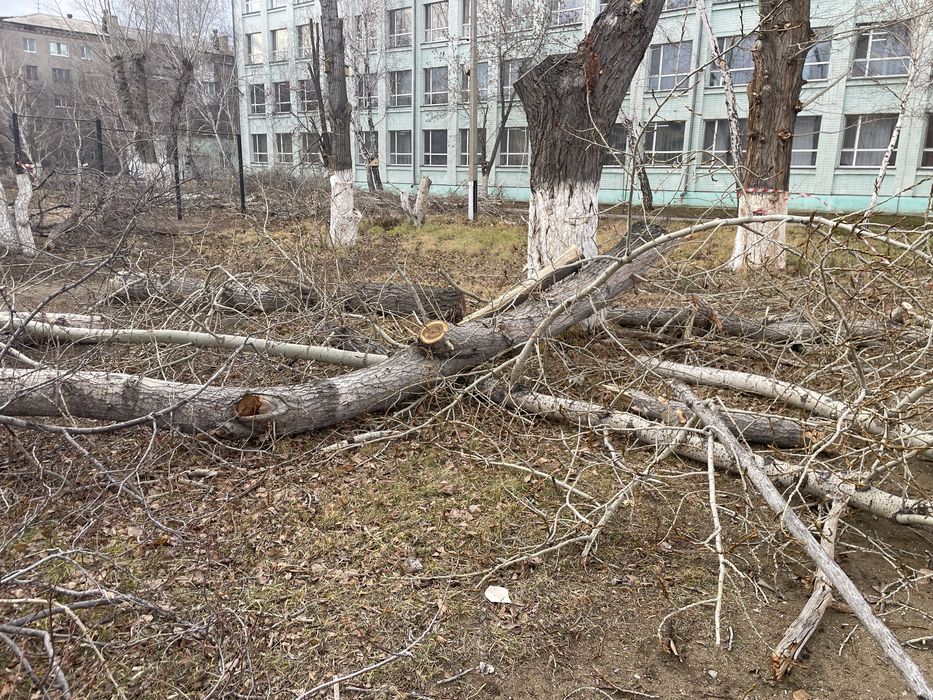 Приму дрова, ветки